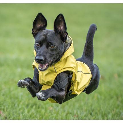 Image du produit Chiara Scotty (L, Manteau pour chien)