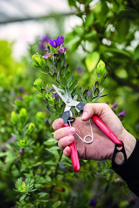 Actual product image Felco Flower shears