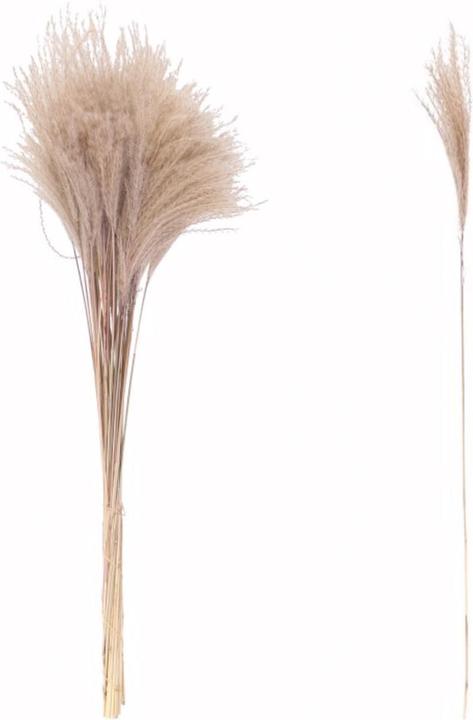 Actual product image Natura Punto Pampas grass (Pampas grass)