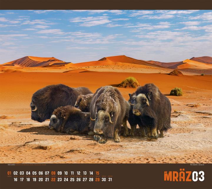 Produktbild Verrückte Welt Kalender 2026 (54 x 48 cm, Harter Einband, Deutsch)
