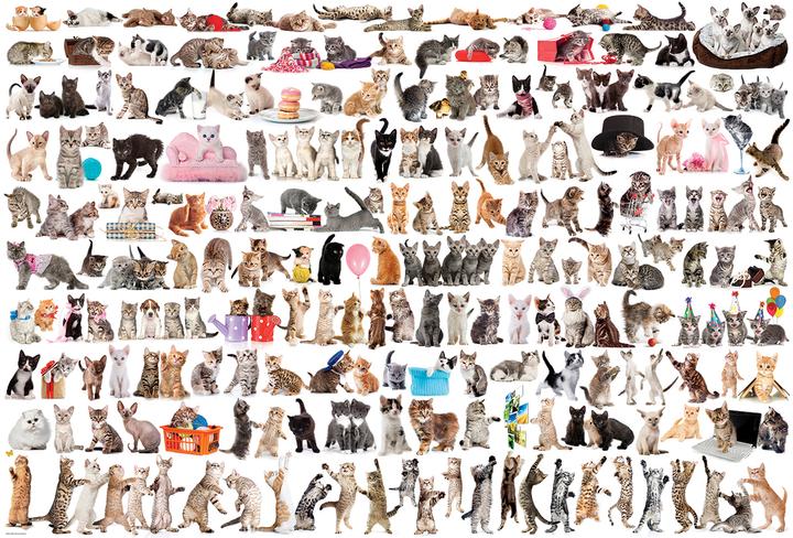 Image du produit Eurographics Le monde des chats (2000 pièces)