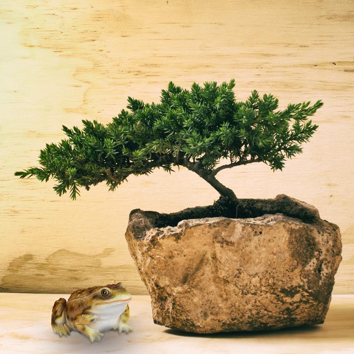 Image du produit Relaxdays Statue de jardin Crapaud