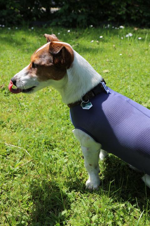 Produktbild Vetmedcare Hunde Body ohne Beine (Hund)