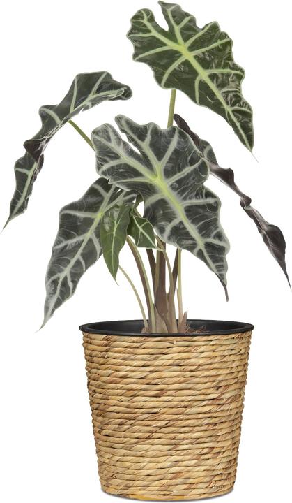 Immagine prodotto Scheurich Giacinto d'acqua 16, fioriera a cesto / fioriera a cesto / vaso a cesto in giacinto d'acqua Colore: (16 cm)