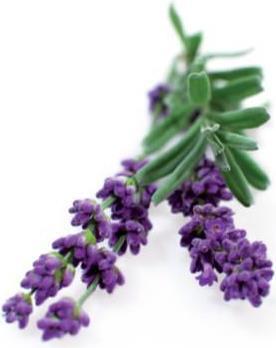 Actual product image Click and Grow Lavender (Herb seeds)