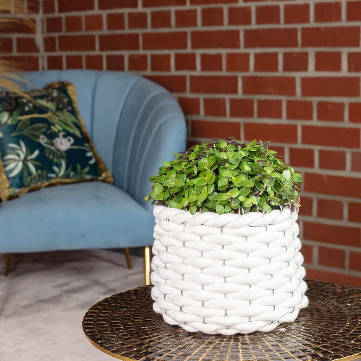 Actual product image Flowerbox Kriechendes Schönpolster - Callisia Turtle "Smit Eden Elegance" (15 cm)