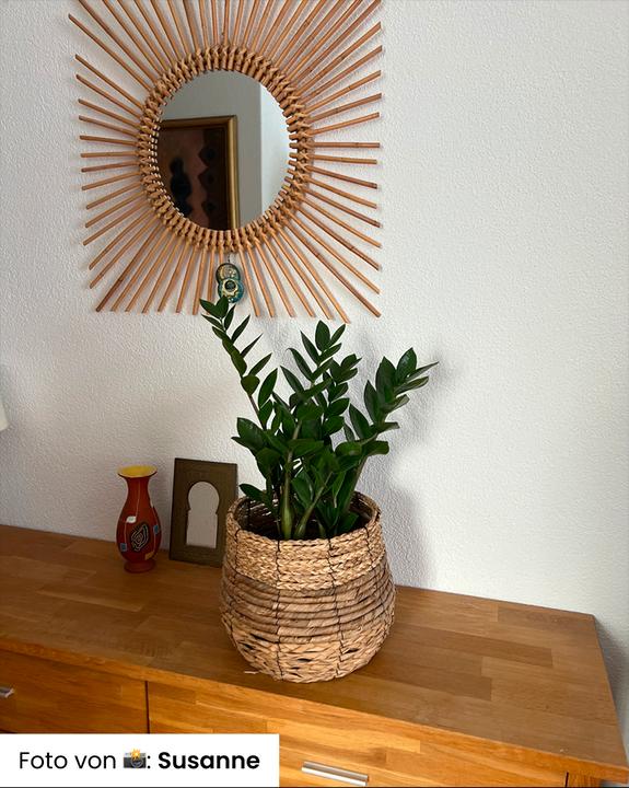 Produktbild feey Glücksfeder (55 cm, Frisch umgetopft)