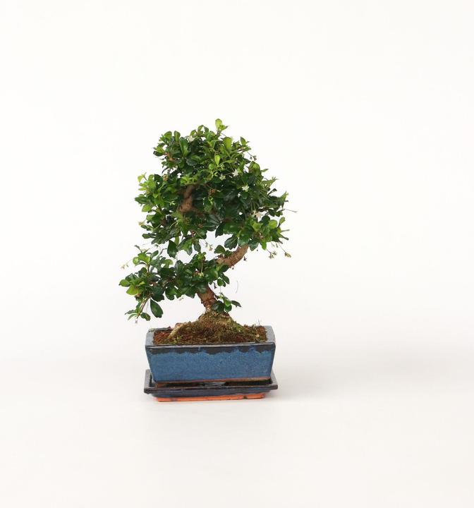 Actual product image Plant in a Box Carmona microphylla - Bonsai trees (20 cm)