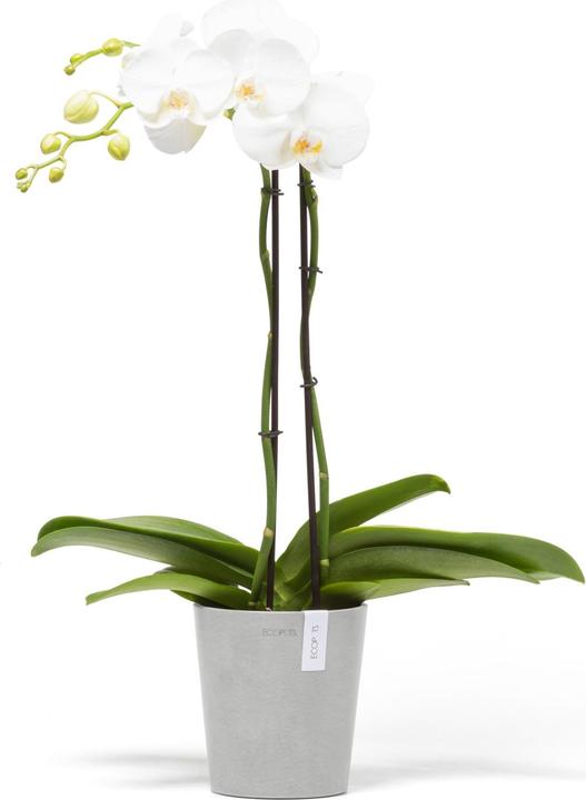 Produktbild Ecopots Morinda (14 cm)