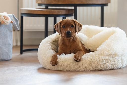 Immagine prodotto Beeztees Letto per cuccioli Kiki (Cane)