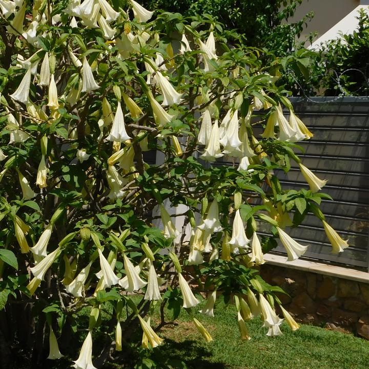 Produktbild Plant in a Box Brugmansia versicolor, sanguinea, suaveolens - 6er Set Engelstrompete (25 cm)