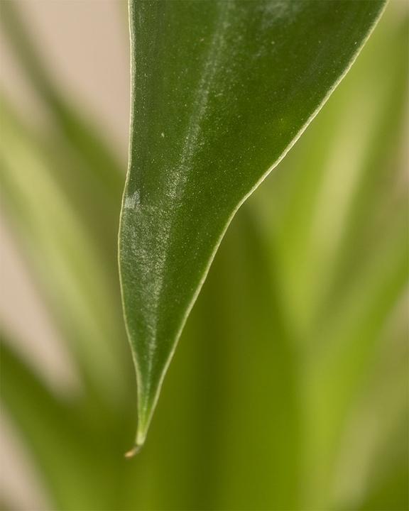 Produktbild feey Alocasia 'Tiny Dancer' (40 cm, Frisch umgetopft)