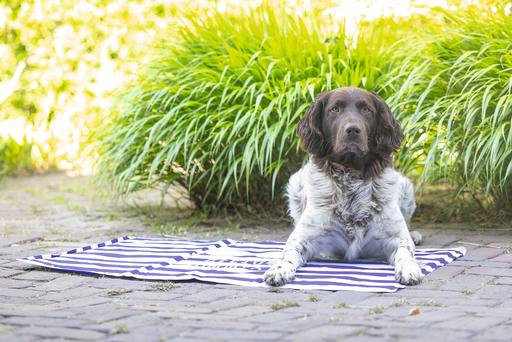 Immagine prodotto Beeztees Kühlmatte Hello Summer (Cane)