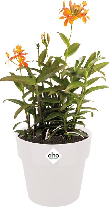 Actual product image Elho B.for Original Round (29.50 cm)
