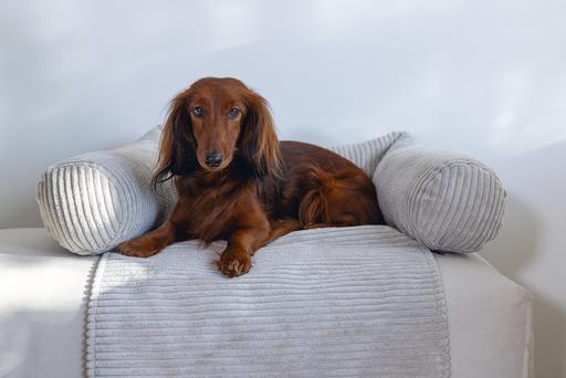 Image du produit Designed by Lotte Ribbed (Chien)