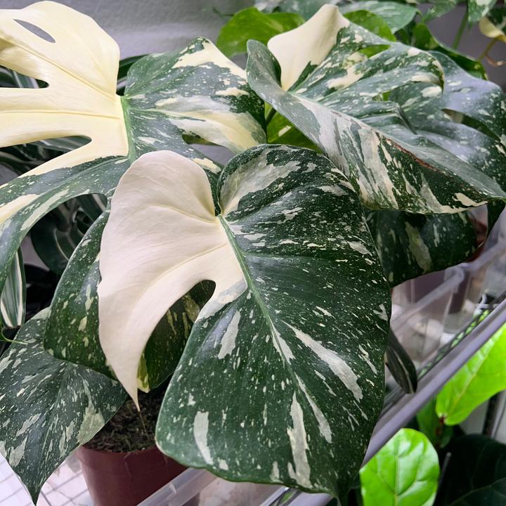 Produktbild Mahaloplants Monstera Thai constellation (50 cm)