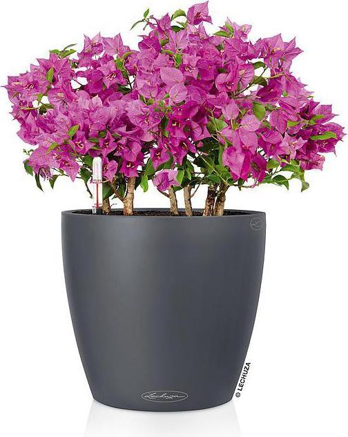 Produktbild Lechuza Classico 18 (19 cm)