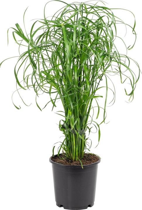 Actual product image Flowerbox Cyprus grass - Cyperus alternifolius (60 cm)