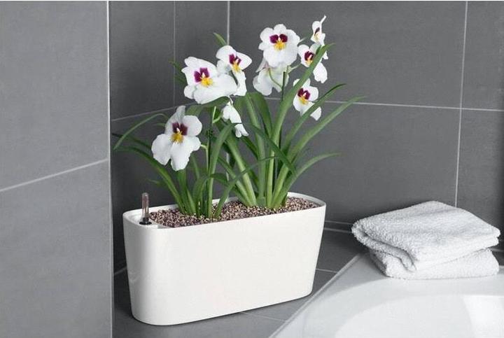 Image du produit Lechuza Delta (15 cm)