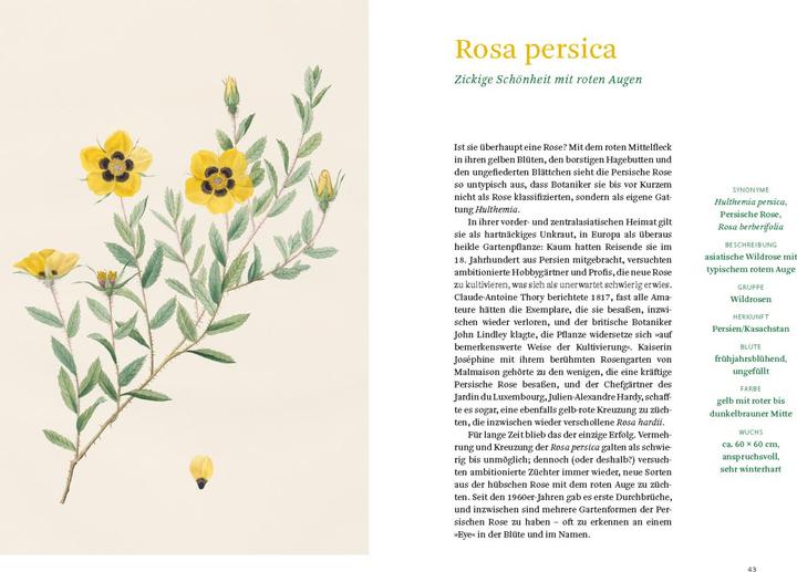 Produktbild Historische Rosen (Deutsch, Sofia Blind, Staatsbibliothek zu Berlin, 2023)