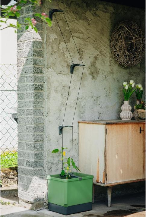 Immagine prodotto Gusta Garden Cetriolo Curt (33.50 cm)
