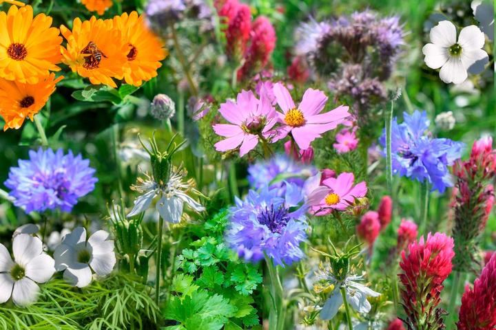 Actual product image Living Seeds Blumenmischung, Schmetterlingsparadies (Flower seeds)