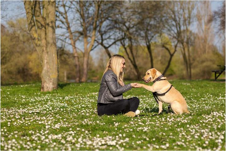 Produktbild Company of Animals Halti No Pull Antizug M Harness (M, Hund, Allgemein)