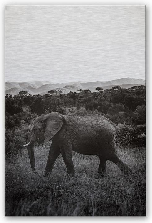 Produktbild Trenddeko Silbereffekt In der Steppe Afrikas (40 x 60 cm)
