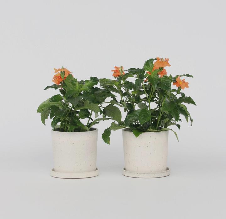 Immagine prodotto Plant in a Box Crossandra infundibuliformis 'Fortuna' - Set di 4 fiori di fuoco (20 cm)