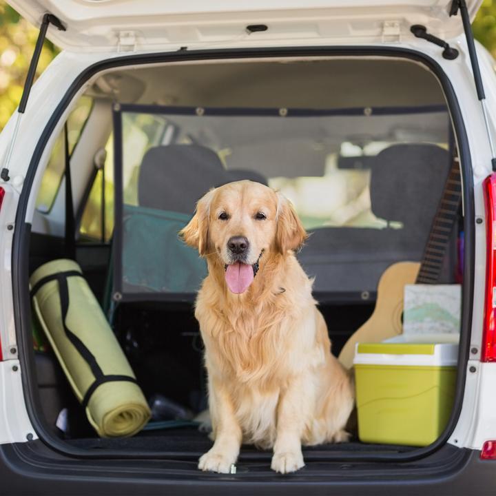 Immagine prodotto Relaxdays Disconnessione automatica della rete (Cane, Chiusura di sicurezza)