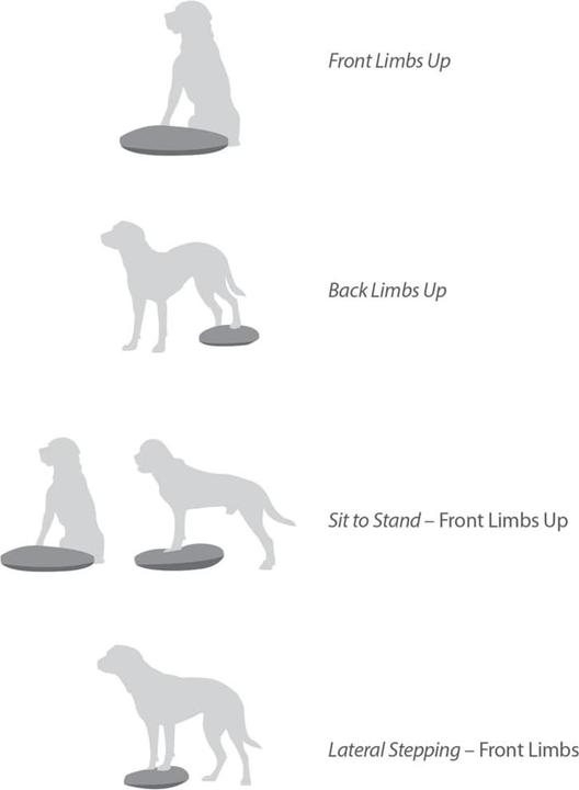 Produktbild FitPaws Balance Disk (Agility)