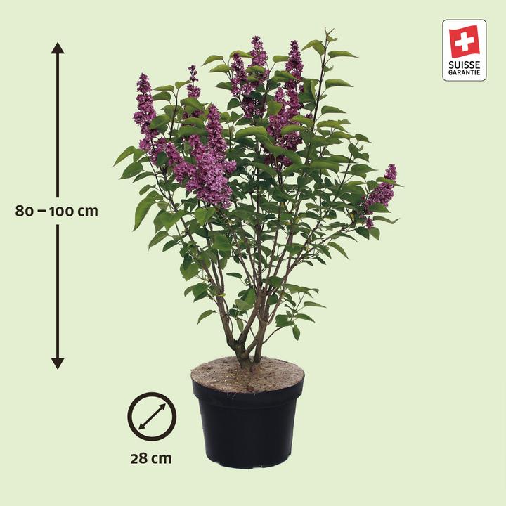 Actual product image Zulauf Gemeiner Flieder / Syringa vul. 'Charles Joly' (100 cm)