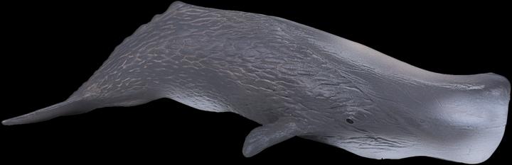 Actual product image Animal Planet Sperm Whale