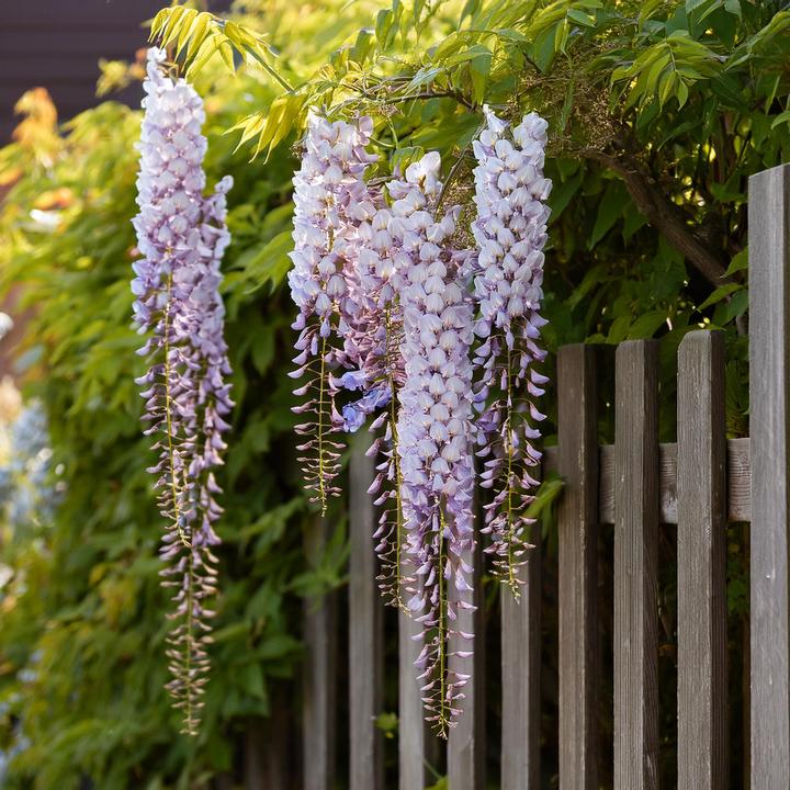 Actual product image Plant in a Box Wisteria sinensis - Set of 6 blue rain (25 cm)