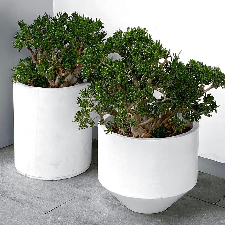Immagine prodotto Plant in a Box Crassula ovata Minor - Pianta di giada (45 cm)