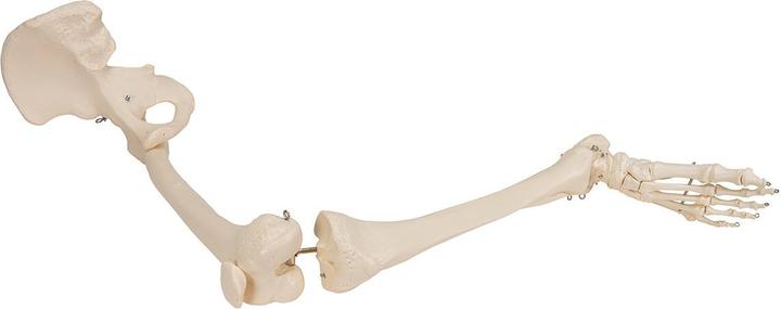 Produktbild 3B Scientific Beinskelett Modell mit Hüftknochen