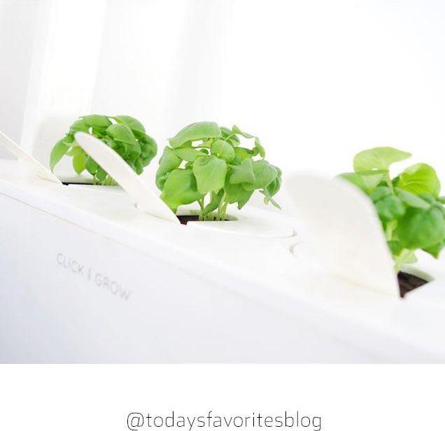 Produktbild Click and Grow Basilikum (Kräutersamen)
