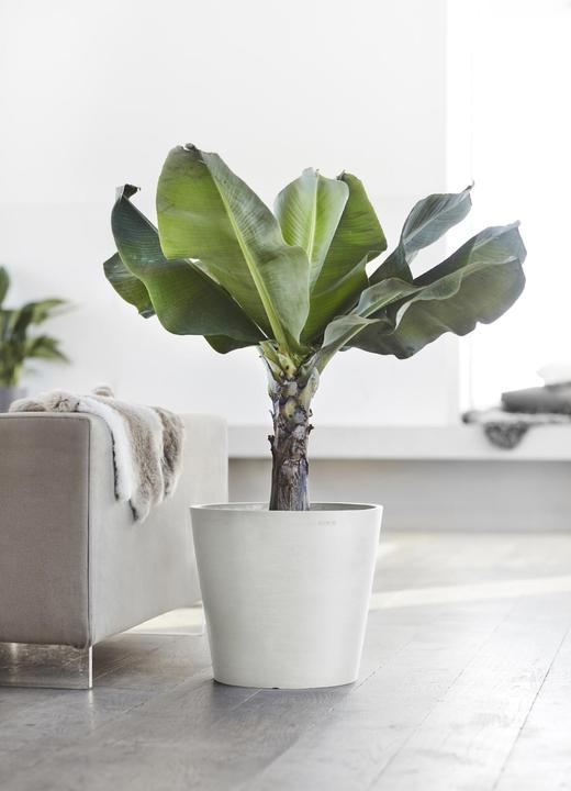 Immagine prodotto Ecopots Amsterdam (20 cm)