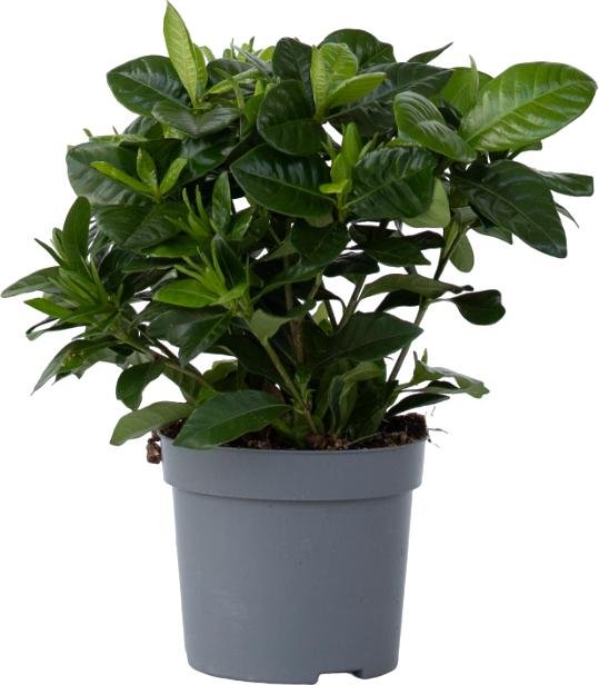 Immagine prodotto Plant in a Box Gardenia Jasminoides - Gardenie (30 cm)