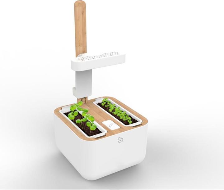 Image du produit Véritable Botaneo Eylo (18.40 cm)