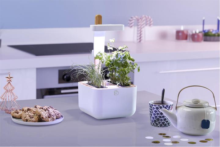 Image du produit Véritable Botaneo Eylo (18.40 cm)