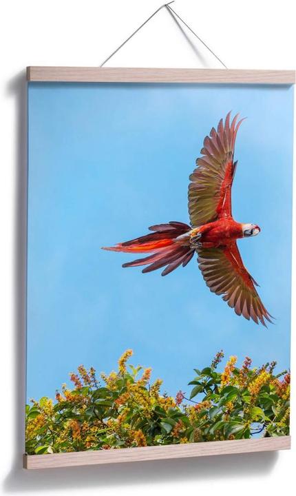 Produktbild Trenddeko Colombo – Papagei im Flug (50 x 60 cm)