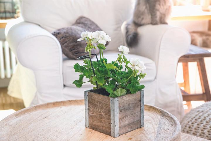 Image du produit Windhager Supports pour plantes vivaces Fix 3-set (51.50 cm, 10 cm)