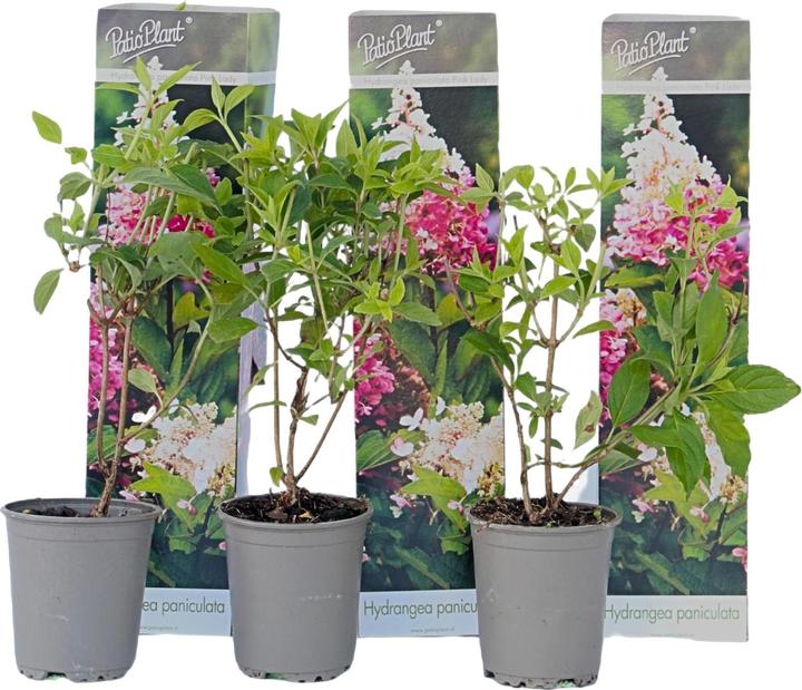 Produktbild Plant in a Box Hydrangea Paniculata 'Pink Lady' - 3er Set Hortensien (25 cm)