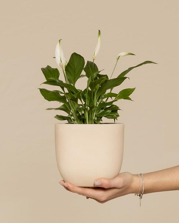 Immagine prodotto feey Foglia singola (35 cm, Appena rinvasata)