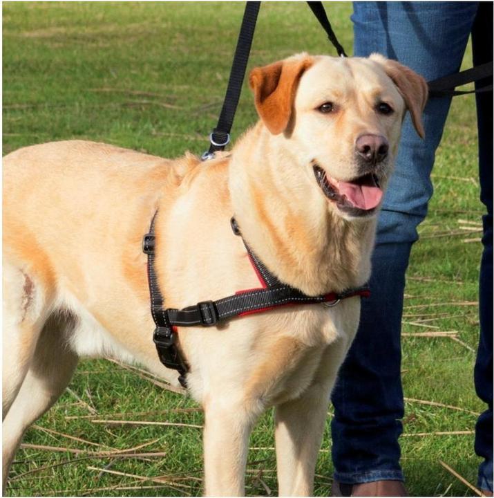 Produktbild Trixie Lead n Walk Ausbildungsgeschirr L-XL (L, XL, Hund, Allgemein)