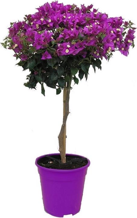 Produktbild Plant in a Box Bougainvillea 'Alexandra' (50 cm)