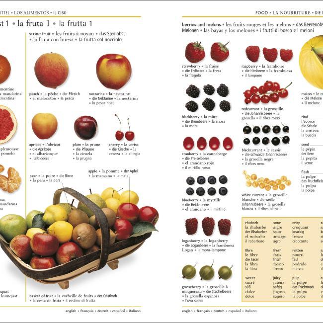 Actual product image 5 Language Visual Dictionary (English, DK, 2020)
