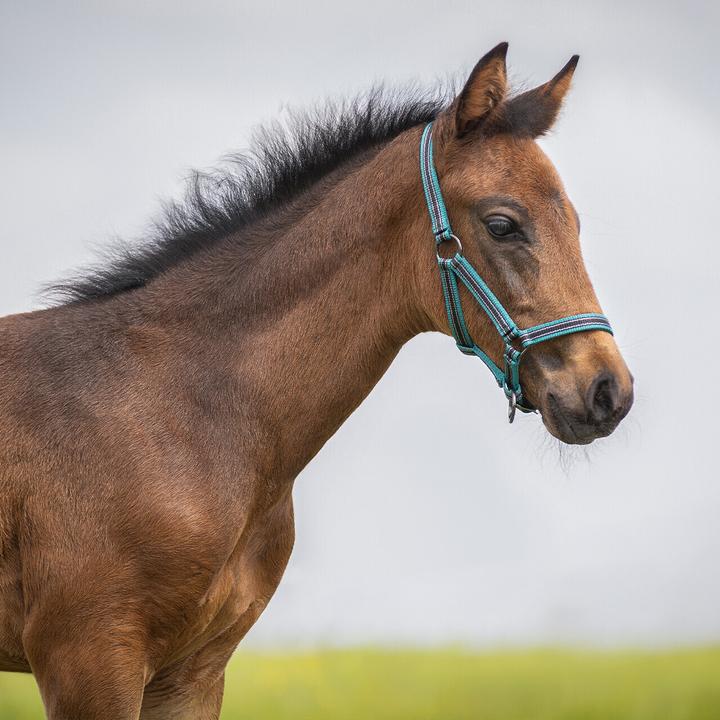 Qhp Collare per puledro collezione per cavallo