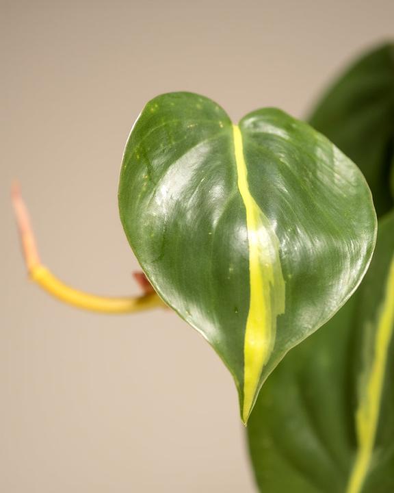 Immagine prodotto feey Philodendron scandens Brasil (25 cm, Appena rinvasata)